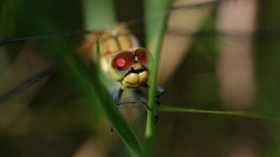 Les yeux rouges