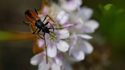 Le butinage méthodique