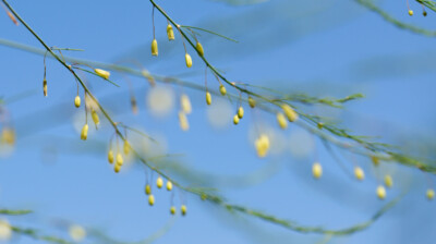 Une toile d'azur pour les petites fleurs de l'asperge