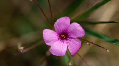 Une étoile rose sur la dune