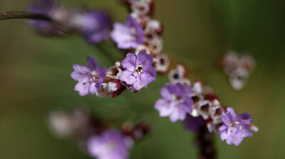 Les fleurs de la vase de mer
