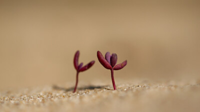 Naître entre les grains de sable