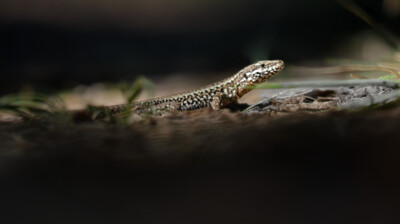 Sur le sable, dans une tâche du soleil