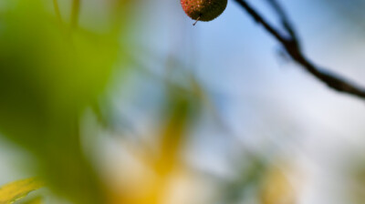 L'arbre à fraises