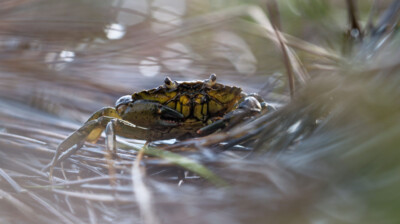 Le migrant dans l'estuaire