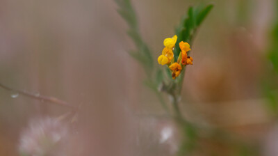 Le pied-d'oiseau penné