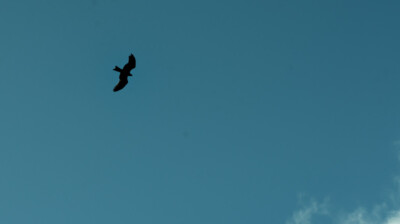 Un milan dans l'azur