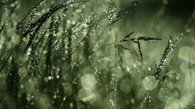 Etincellements du matin dans le marais
