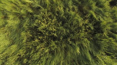 Profusion dans le marais