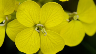 Jaune cru pour de petites fleurs
