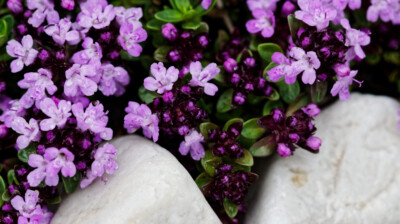 Entre les pierres du vallon