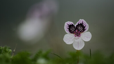 Le petit géranium des rochers