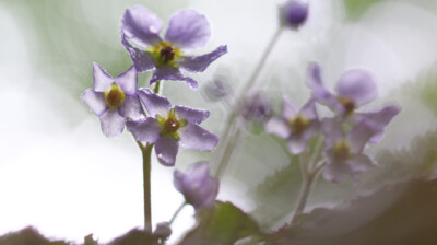 Sous l'ombre humide des grands hêtres