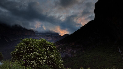 Ciel tourmenté pour un sureau