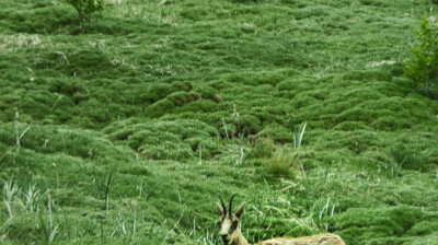 Se repaître d'herbe nouvelle
