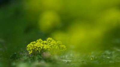 Dans le lit du torrent, un bouquet