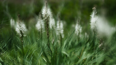 Les bâtons blancs de la prairie