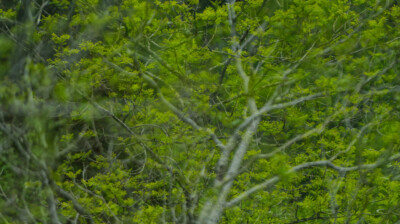 Déluge de feuilles nouvelles