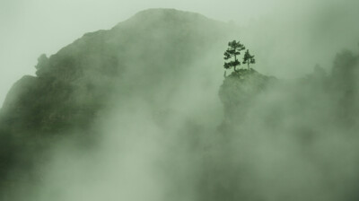 L'arbre-vigie dans la brume