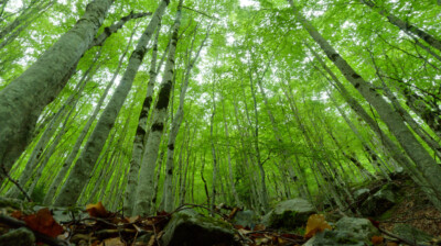 Vue de la hêtraie par un mulot