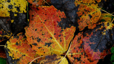 Couleurs de l'automne