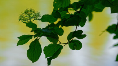 En équilibre au-dessus de l'eau courante