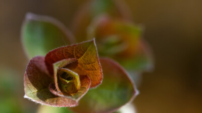 Les couleurs de la renaissance