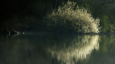 Le buisson en fleurs