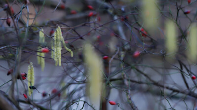 Les petits chatons du bord de Seine