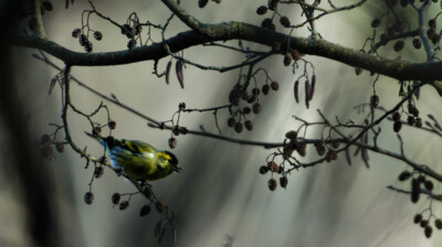 Le tarin venu du nord