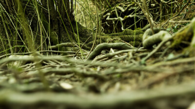 Entrelacs sur la berge