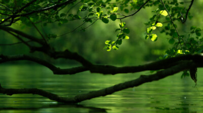 Le vert de l'eau