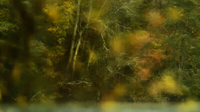 Les ancêtres du bord de l'eau