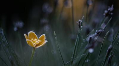 Matin givré de Juin