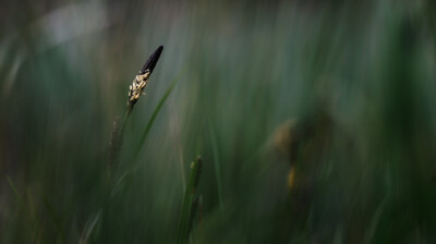 Des épis noirs au bord du lac