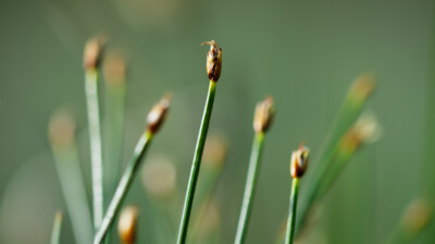 Longues feuilles dressées dans la tourbière