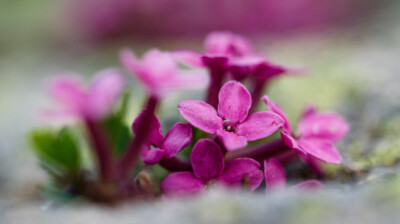 Dans le creux des pierres, des fleurs odorantes