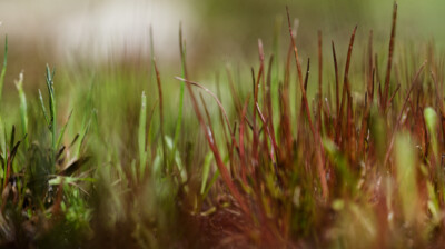 Un ancêtre dans les flaques