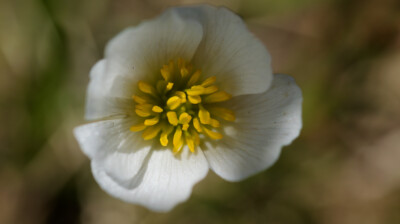 Une endémique des Pyrénées