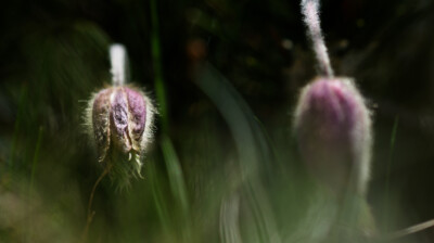 Restes des premières fleurs après la neige