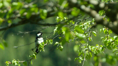 Fébrilité du printemps dans les bouleaux