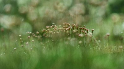 Hampes dressées dans la prairie humide
