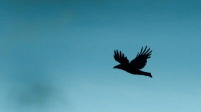 Ailes grandes ouvertes dans l'azur