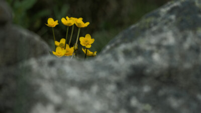 Jet de fleurs jaunes entre les rochers