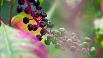 Les beaux fruits de l'envahisseuse