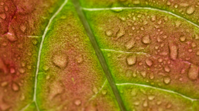 Restes d'une pluie
