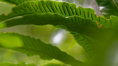 La fougère d'entre les pierres