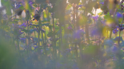 La tête dans un tapis bleu