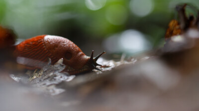 A la recherche d'une averse