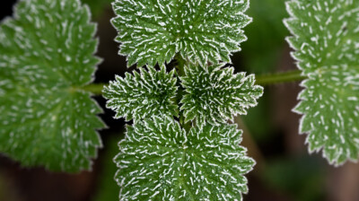 De la gelée sur l'ortie